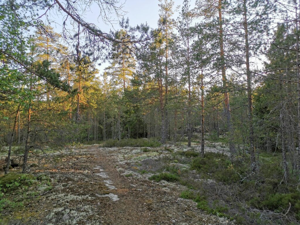 Paimion Koirametsä on 2ha aidattu metsä koirille ja heidän omistajilleen Varsinais-Suomessa. 