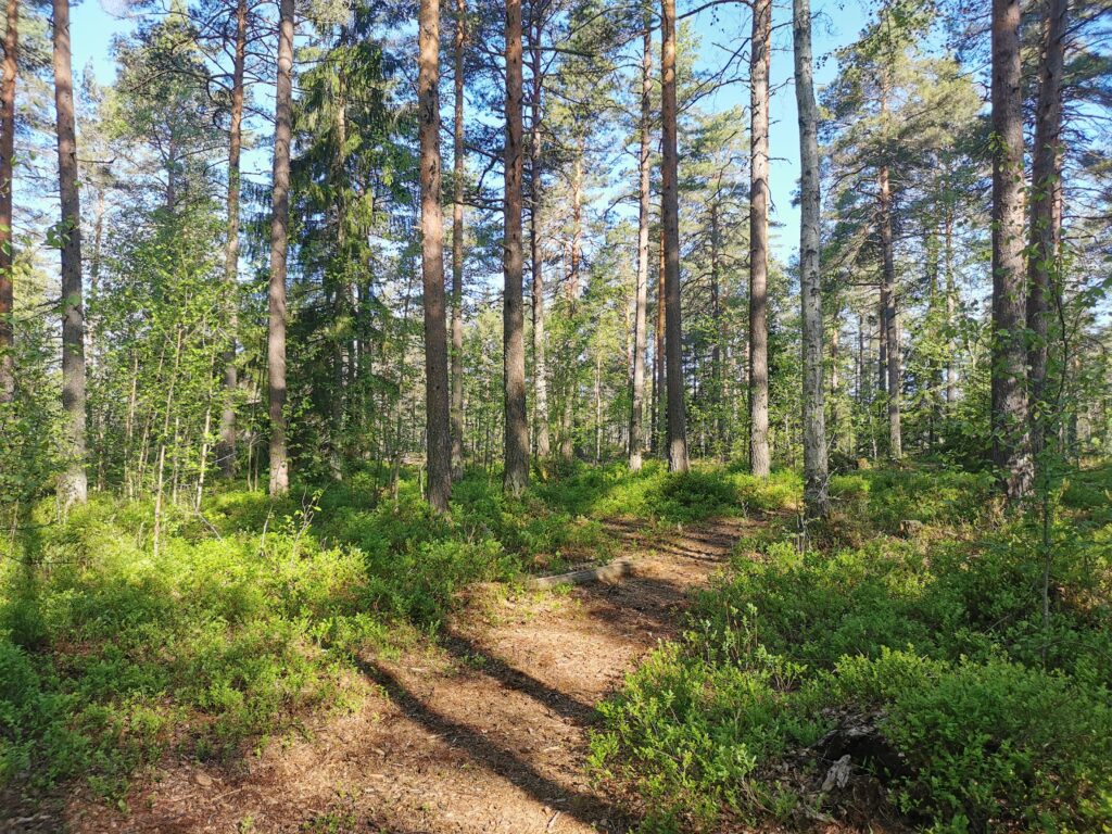 Paimion koirametsä turvallista ulkoilua omassa rauhassa