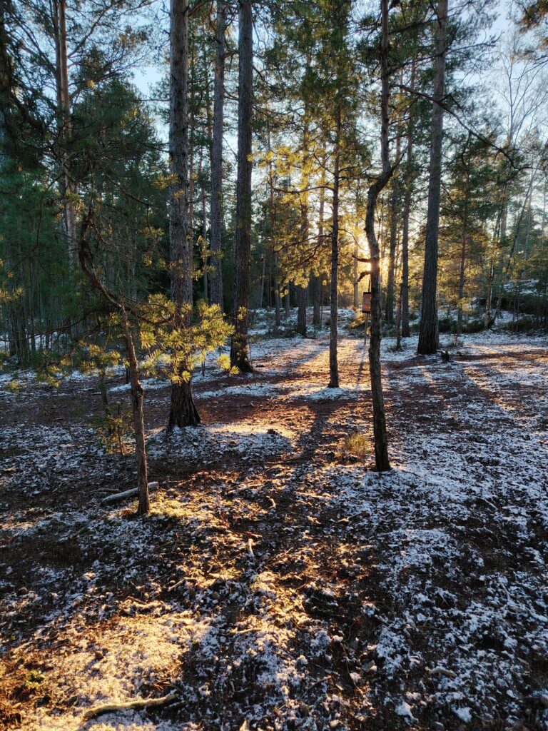 Paimion koirametsä turvallista ulkoilua omassa rauhassa